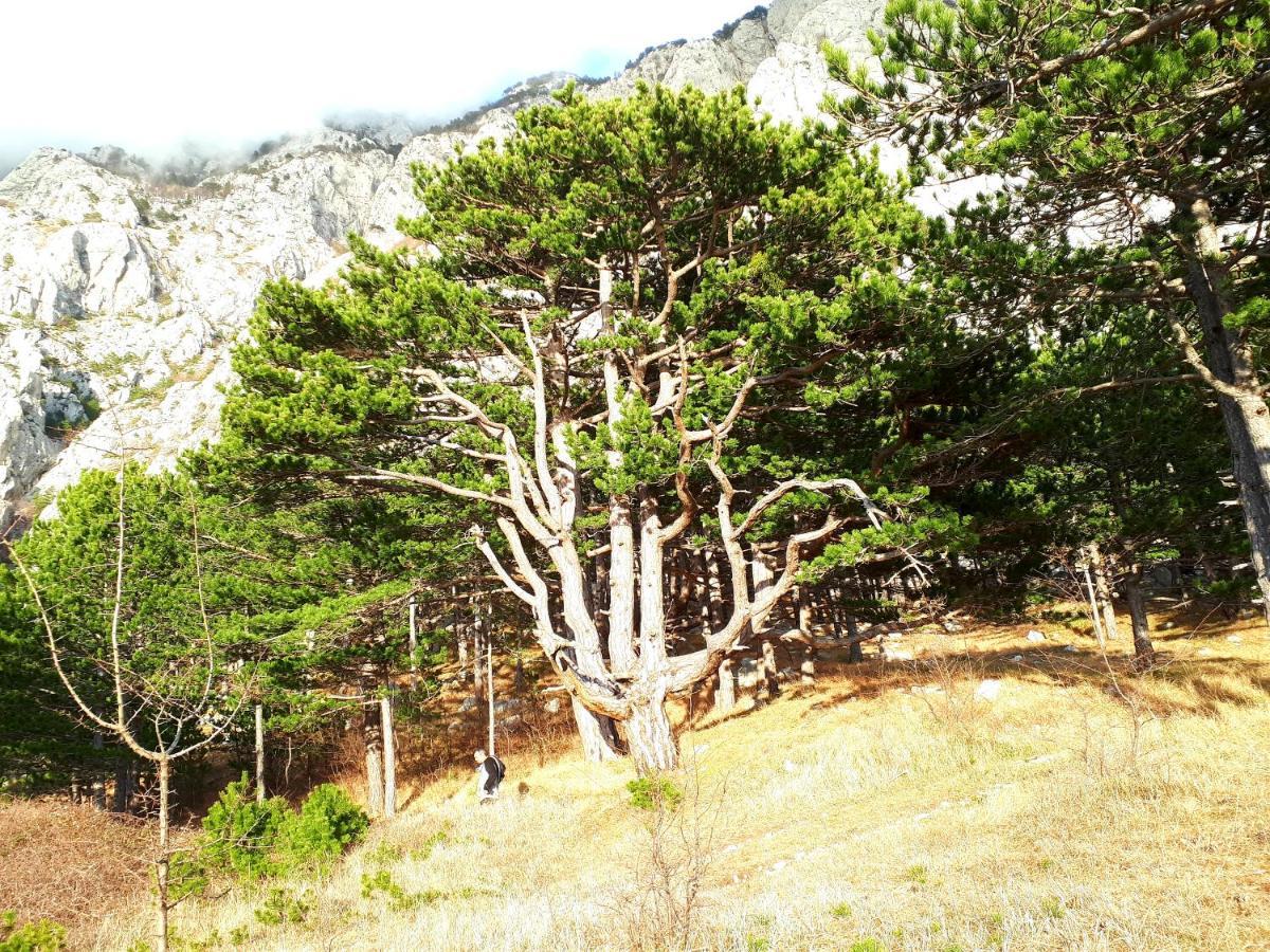 Apartman Taja Makarska Dış mekan fotoğraf